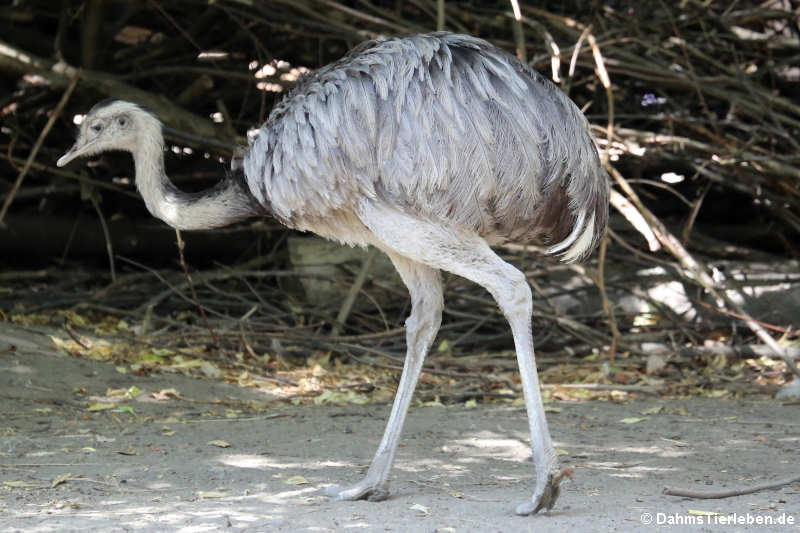 Nandu (Rhea americana)