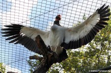 Königsgeier (Sarcoramphus papa) im Zoo Frankfurt