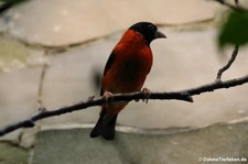 Kapuzenzeisig (Spinus cucullatus) im Zoo Frankfurt