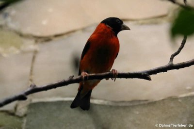 Kapuzenzeisig (Spinus cucullatus)