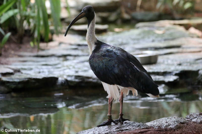 Stachelibis (Threskiornis spinicollis)