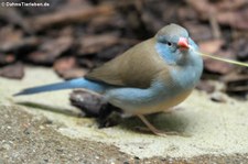 Blaukopfastrild (Uraeginthus cyanocephalus) im Zoo Frankfurt