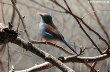 Blaukopfastrild (Uraeginthus cyanocephalus) im Zoo Frankfurt