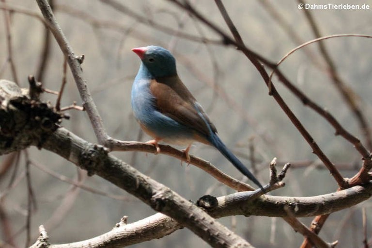 Uraeginthus cyanocephalus