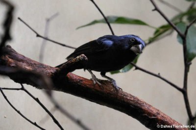männliche Jacarinitangare (Volatinia jacarina) 