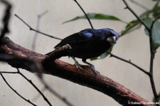 männliche Jacarinitangare (Volatinia jacarina) im Zoo Frankfurt