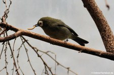 Kilimandscharo-Brillenvogel (Zosterops eurycricotus) im Zoo Frankfurt