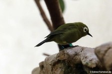 Kilimandscharo-Brillenvogel (Zosterops eurycricotus) im Zoo Frankfurt