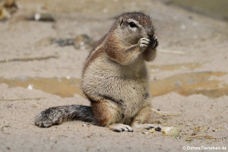 Kap-Borstenhörnchen (Geosciurus inauris)