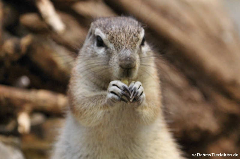 Geosciurus inauris-3