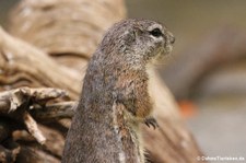 Kap-Borstenhörnchen (Geosciurus inauris) im Zoo Frankfurt