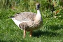 Anser cygnoid
