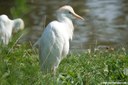 Ardea ibis