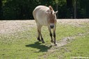 Equus ferus przewalskii)