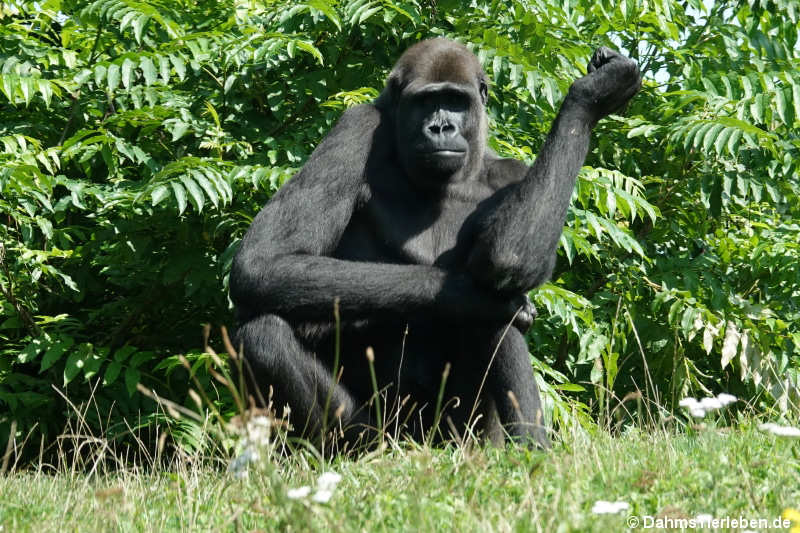 Westlicher Flachlandgorilla Gorilla gorilla gorilla-7