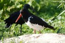 Haematopus ostralegus