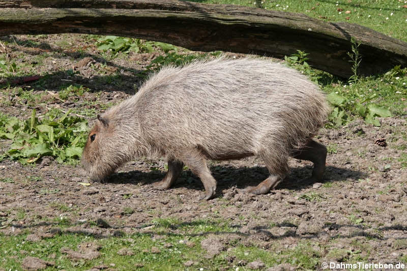 Wasserschwein