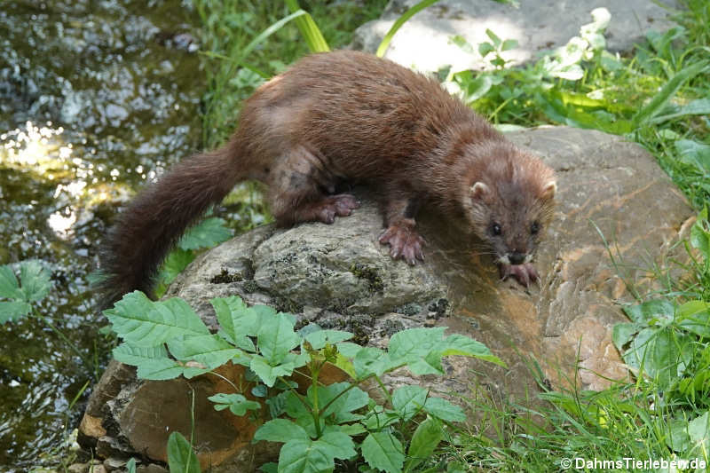 Europäischer Nerz (Mustela lutreola novikovi)