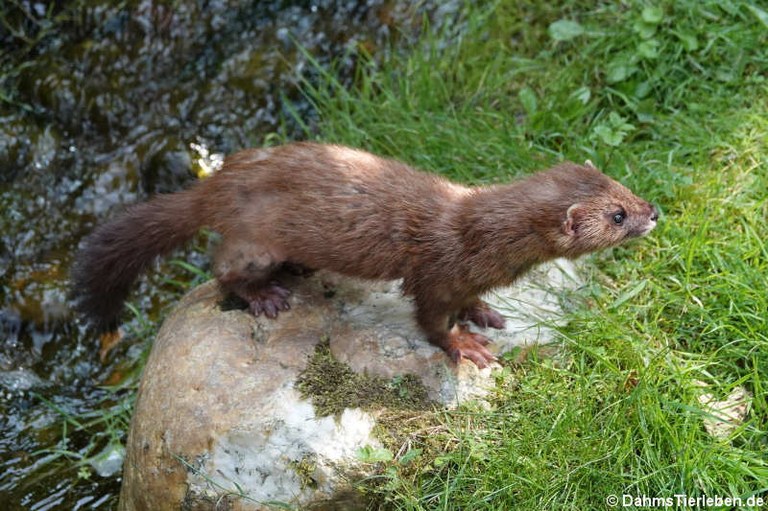 Mustela lutreola novikovi