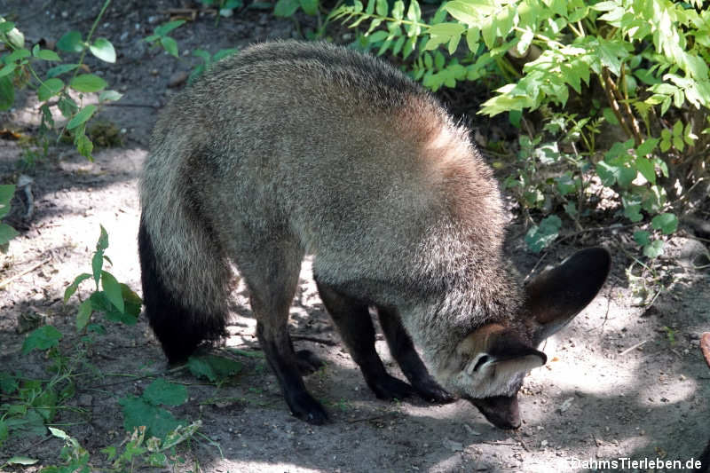 Otocyon megalotis megalotis-4