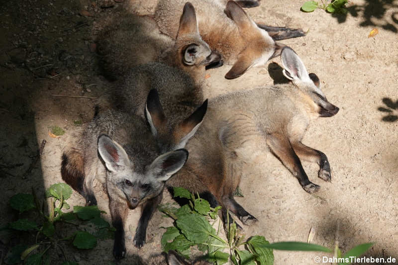 Otocyon megalotis megalotis-2