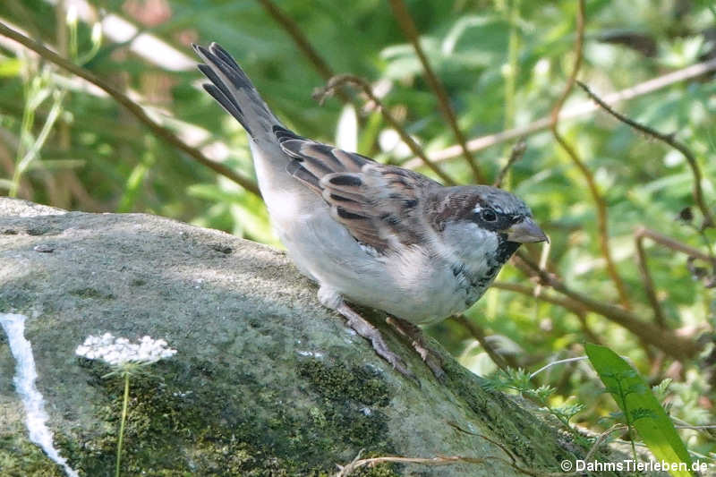Haussperling Passer domesticus domesticus-2