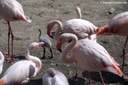 Phoenicopterus roseus