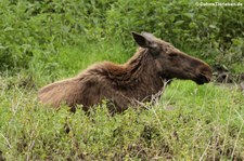 Eurasischer Elch (Alces alces alces) im Wildpark Gangelt