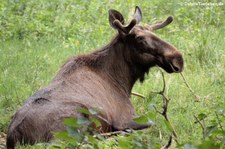 Eurasischer Elch (Alces alces alces) im Wildpark Gangelt