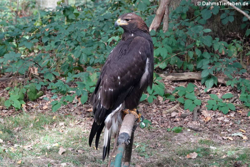 Europäischer Steinadler (Aquila chrysaetos chrysaetos)