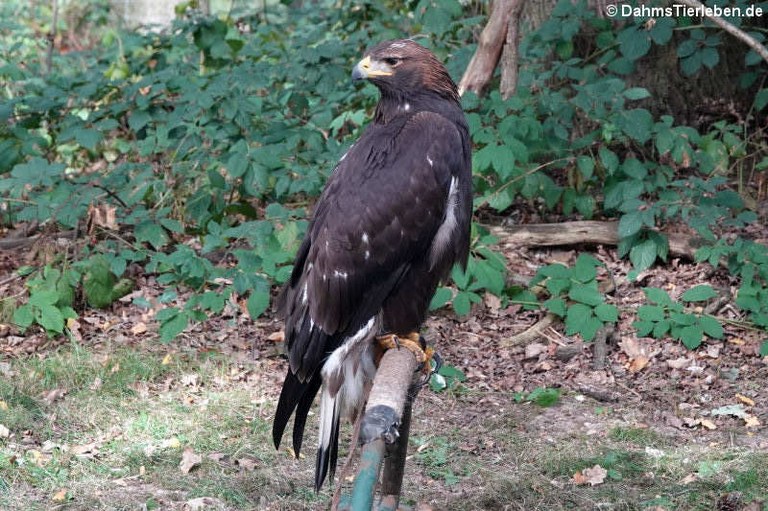 Aquila chrysaetos chrysaetos