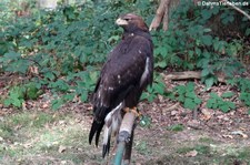 Europäischer Steinadler (Aquila chrysaetos chrysaetos) im Wildpark Gangelt