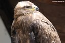 Aquila nipalensis