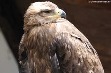 Steppenadler (Aquila nipalensis) im Wildpark Gangelt