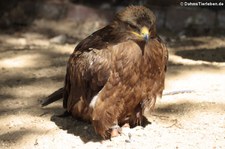 Steppenadler (Aquila nipalensis) im Wildpark Gangelt