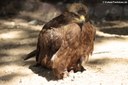 Aquila nipalensis