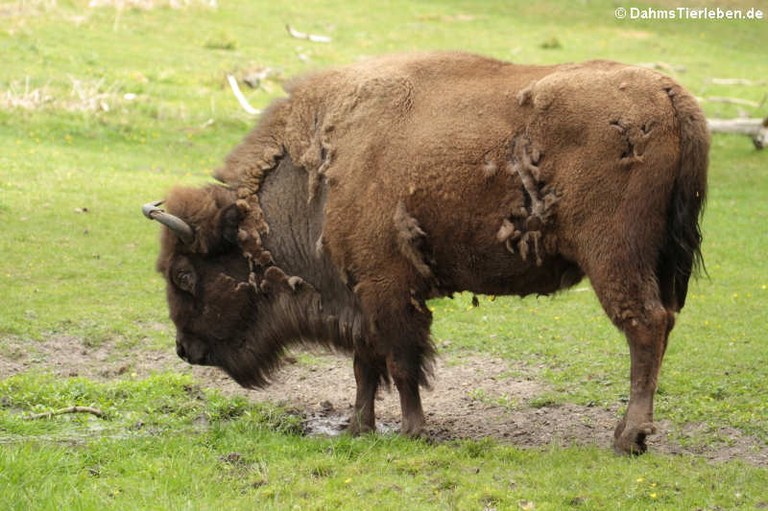 Bison bonasus