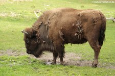 Wisent (Bison bonasus) im Wildpark Gangelt