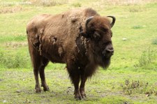 Wisent (Bison bonasus) im Wildpark Gangelt