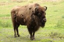 Bison bonasus