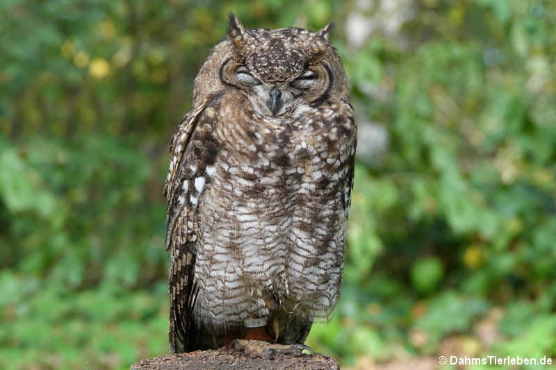 Fleckenuhu (Bubo africanus)