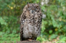 Fleckenuhu (Bubo africanus) im Wildpark Gangelt