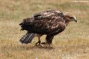 Buteo rufinus