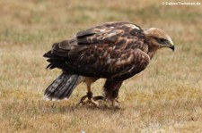 Adlerbussard (Buteo rufinus) im Wildpark Gangelt