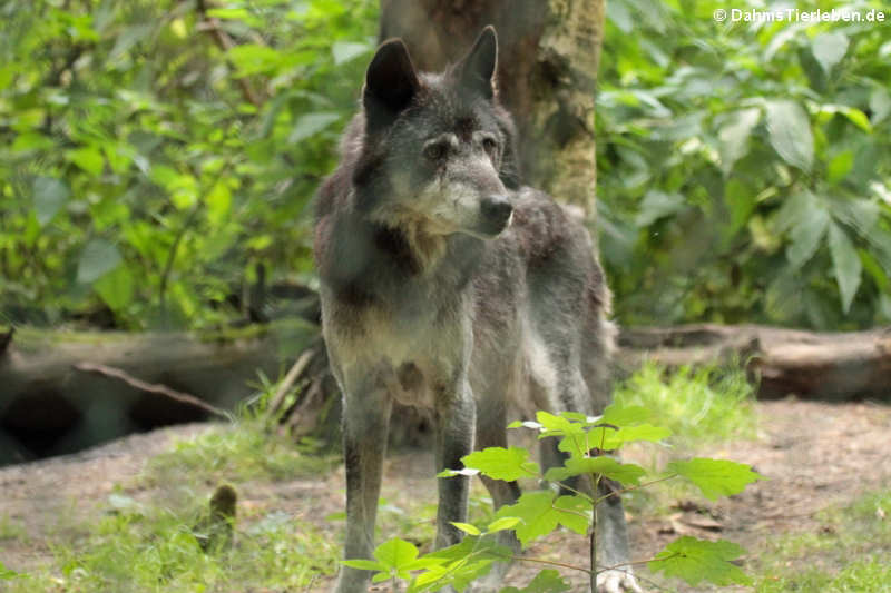 Eurasischer Wolf (Canis lupus lupus)