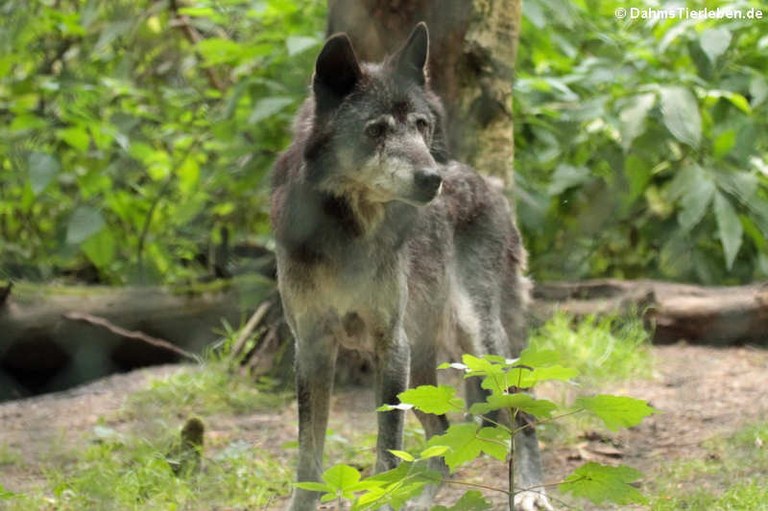 Canis lupus lupus