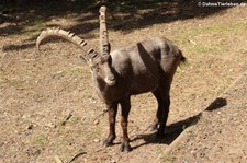 Alpensteinbock (Capra ibex) im Wildpark Gangelt