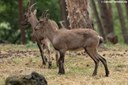 Capra ibex