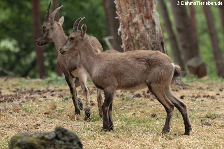 Capra ibex