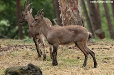 Alpensteinböcke (Capra ibex) im Wildpark Gangelt